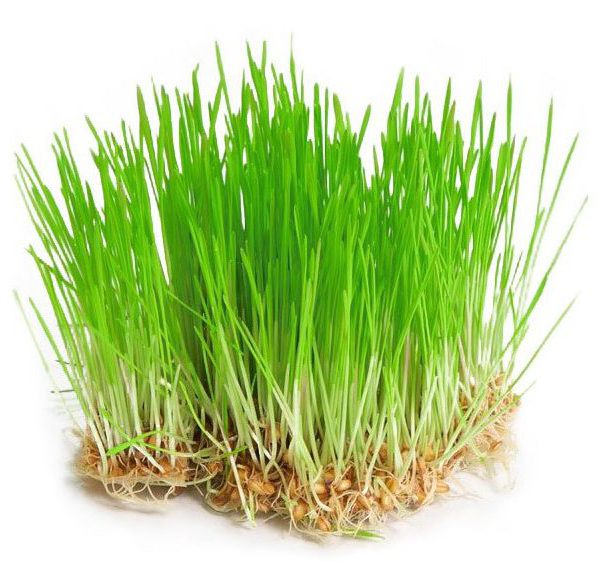 Biomiska Mladý zelený jačmen - semená na klíčenie 30 g BIOMISKA