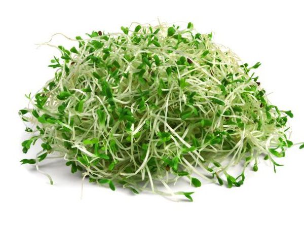Alfalfa semienka BIO - semená na klíčenie 20 g BIOMISKA