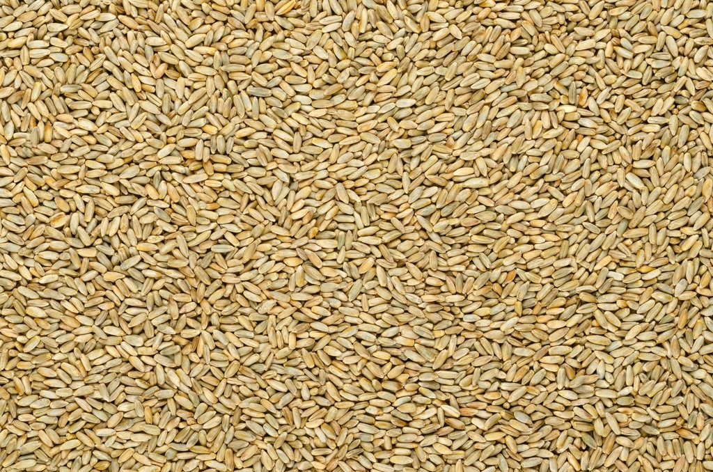 Zimná raž BIO 25 kg PROBIO