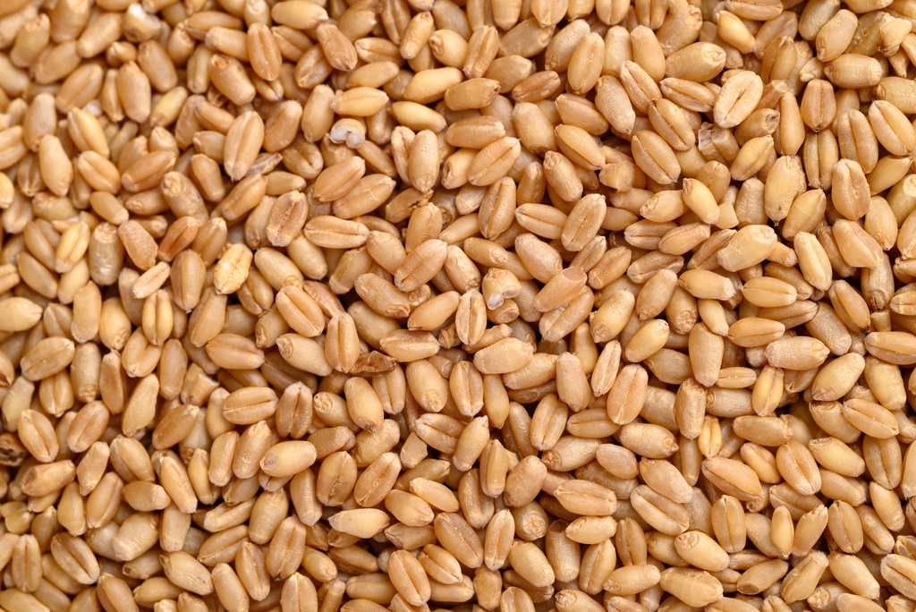 Pšenica siata BIO 25 kg PROBIO