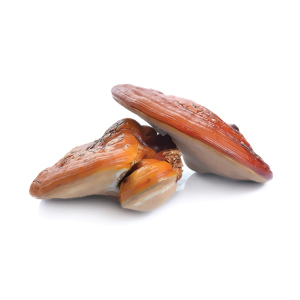 [MYC164] Reishi triterpen 90 kapsúl MYCOMEDICA
