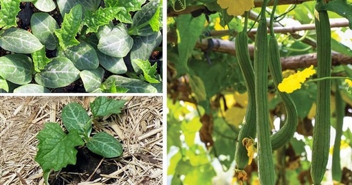 [EECOEAT025] Eatgreen Lufa pro univerzální použití se šnůrkou - 100% přírodní a rozložitelná