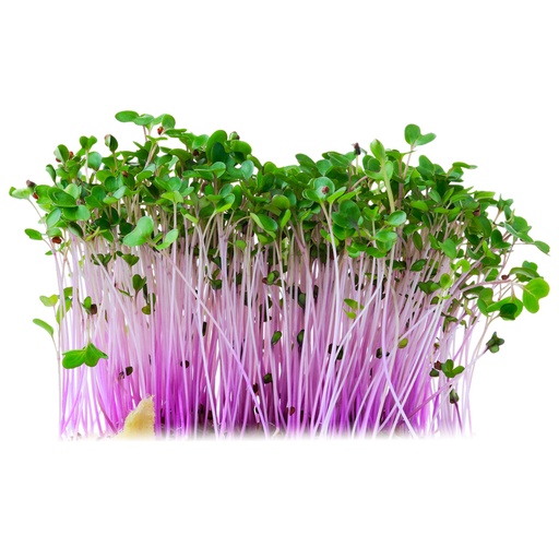 [B13211] Červený kaleráb - semená na klíčenie 10 g BIOMISKA