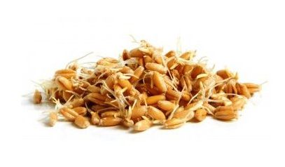 [BS12] PŠENICE - SEMÍNKA NA KLÍČENÍ 50g 50 g